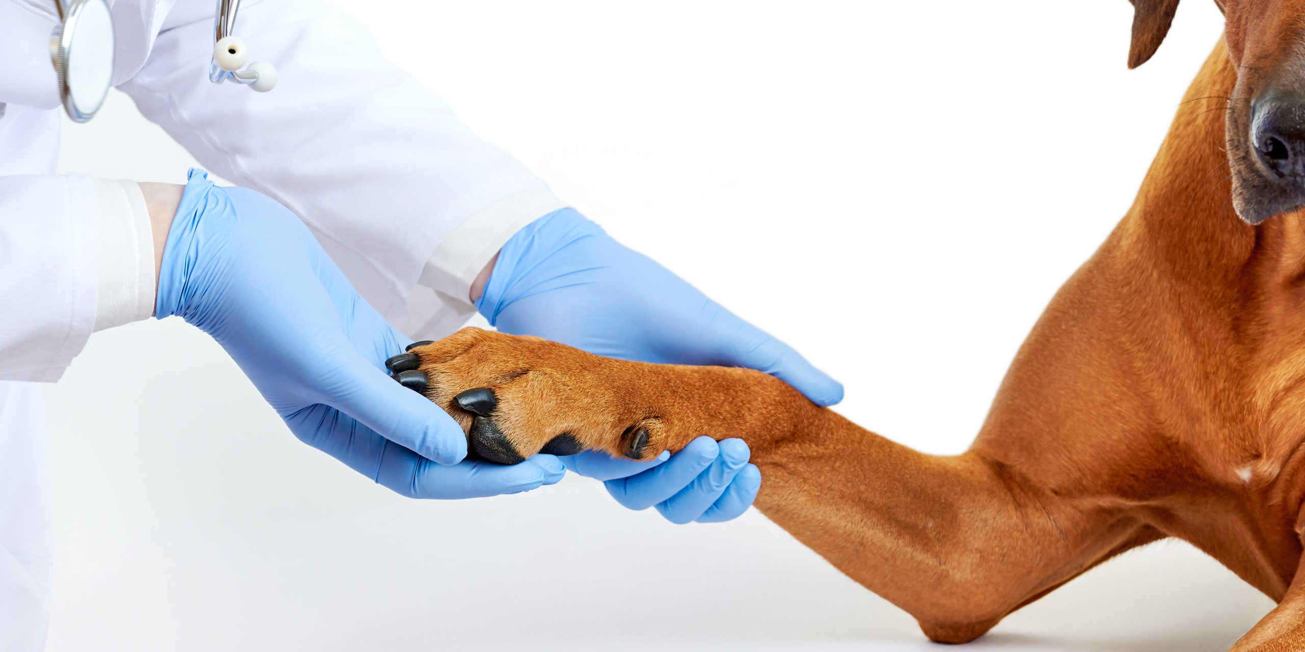 Vet checking dog's paw close-up